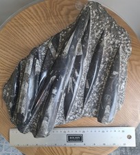 Natural ORTHOCERAS Fossil