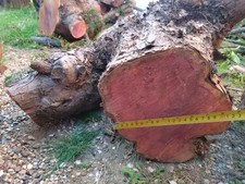 Yew log fresh with good