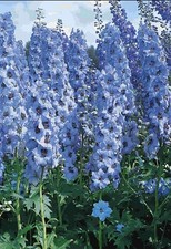 Delphinium Pacific Giant Blue