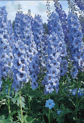 Delphinium pacific giant blue - pacific,