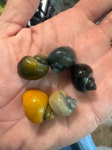 Mystery snails quarter - mystery, (quarter