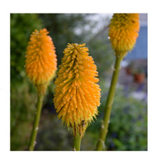 Kniphofia Happy Halloween Plant Perennial Red Hot Poker 1 x 13cm Pot