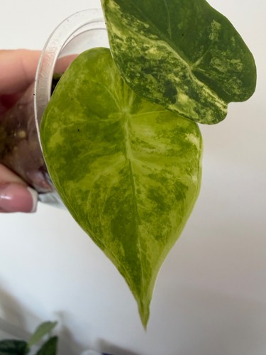 Alocasia pink dragon - pink, aurea