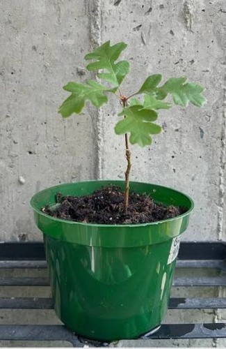 English oak tree - oak, 10-