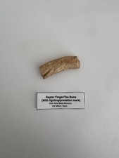 Theropod Dinosaurs Bone With Fight/Predation Wound
