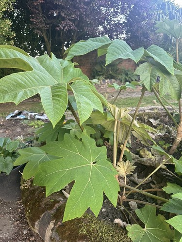 Pick tetrapanax 40cm - pick, 60cm