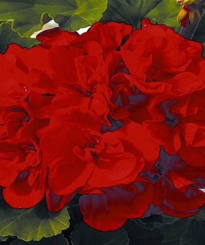 Geranium zonal grandeur - geranium,
