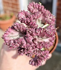 Euphorbia Lactea Cristate