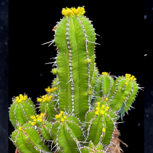 Euphorbia fructicosa succulent - fructicosa,