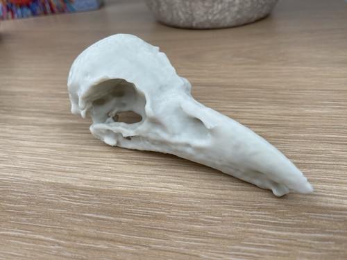 Replica raven specimen - raven,