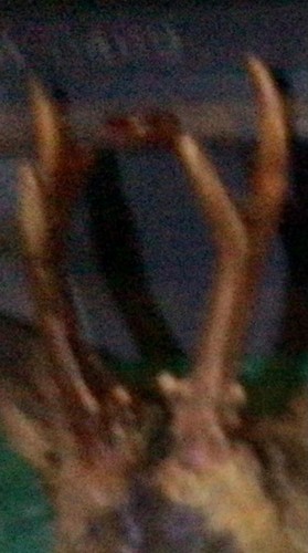 Antlers from roe deer - antlers,