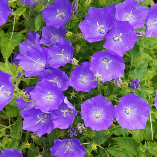 Campanula clips blue - clips,