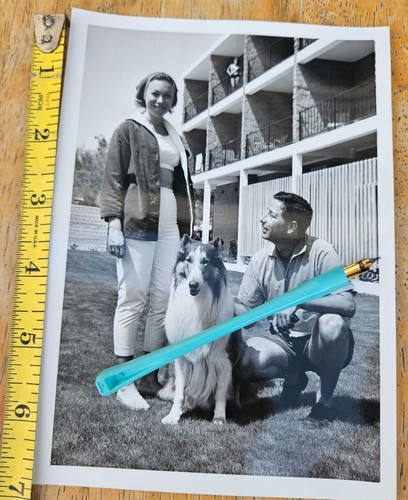 Vintage lassie collie - collie, mgm