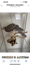 Goshawk Figurine Ornament Bird