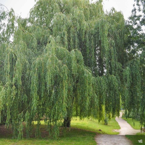 Weeping willow unrooted - 20,