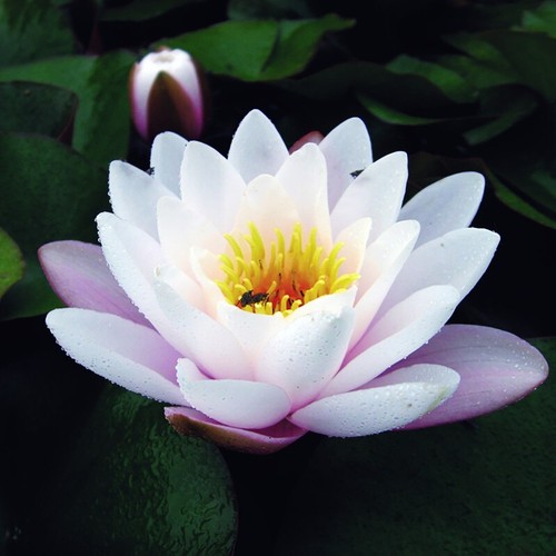 Water lily nymphaea marliacea - nymphaea,