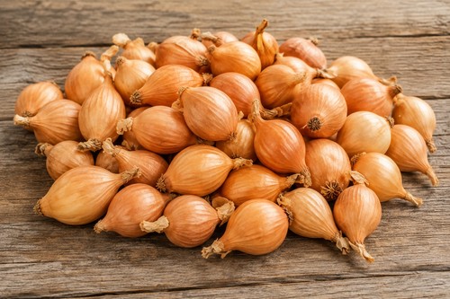 Autumn planting onion sets - autumn,