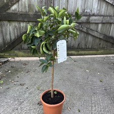 Citrus Lime 'Tahiti' - Edible Limes 24cm Pot 110cm Grafted Specimen