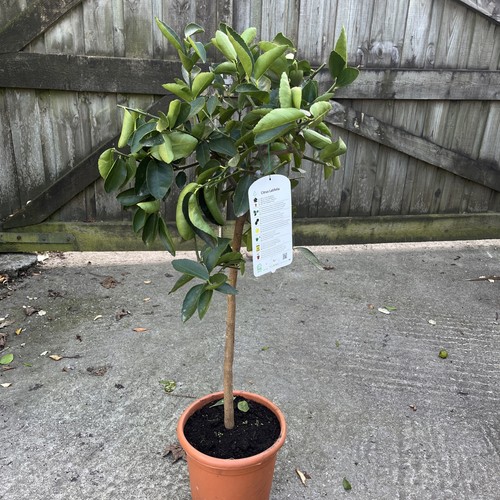 Citrus lime tahiti edible - citrus,