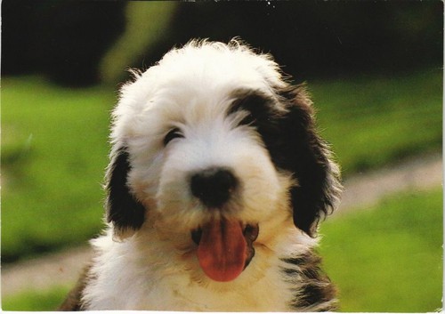Cpa polish lowland sheepdog - polish,