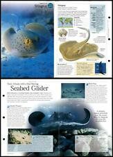Stingray #25 Fish - Discovering Wildlife Fact File Fold-Out Card