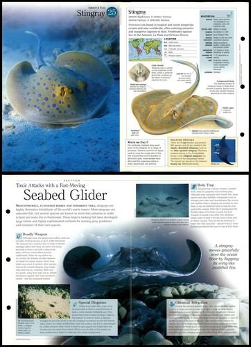 Stingray fish - fish,