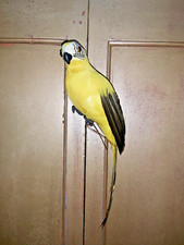 DECORATIVE FEATHERED PARROT