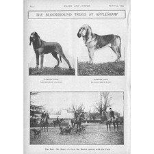 DOGS The Bloodhound Trials at