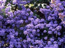 1X CEANOTHUS DENTATUS LILAC GARDEN PLANT SHRUB TREE By Direct Plants