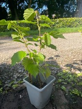 Cobnut Hazlenut Filbert