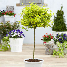 Standard Patio Tree, Euonymus