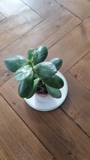 Jade Money Plant Trees