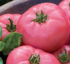 TOMATO 15 SEEDS WILD ROSE PINK