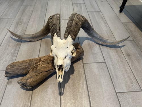 Authentic ram skull with - ram,
