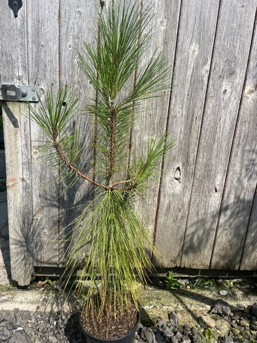 Yunnan pine conifer tree pinus - conifer,