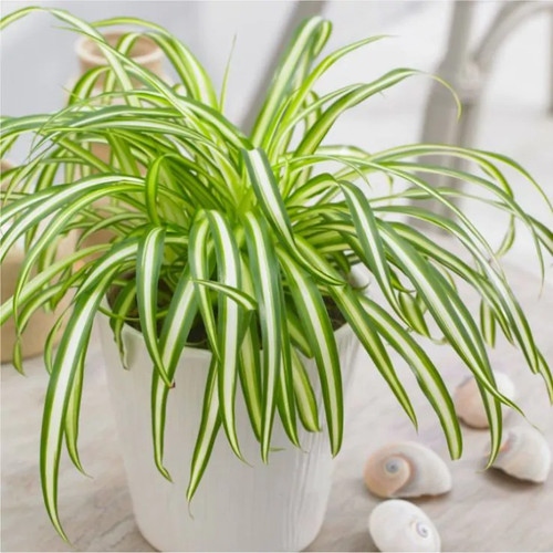 Variegated spider plant - variegated,