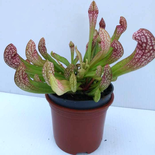 Sarracenia wrigleyana hybrid - sarracenia,