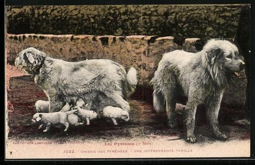 Pyrenean mountain dog - pyrenean, with