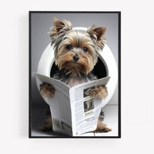 bathroom yorkshire terrier on