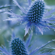 Eryngium 'Big Blue' Sea Holly Perennial Hardy Outdoor Garden Plant in Pot
