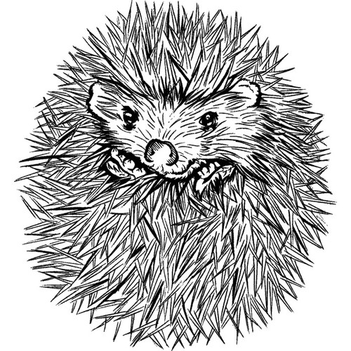 Cute hedgehog unmounted - hedgehog',