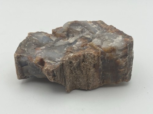 Petrified fossil wood triassic - petrified,