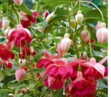 5  X  FUCHSIA UPRIGHT PLUG