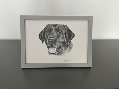 Framed labrador dog - framed, print