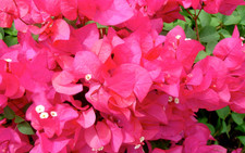 Bougainvillea James Walker