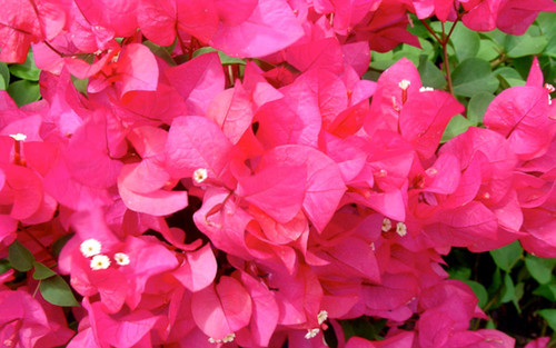 Bougainvillea james walker - james,