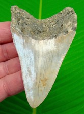 MEGALODON SHARK TOOTH Real