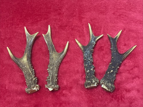 Pairs roe deer antlers - of,
