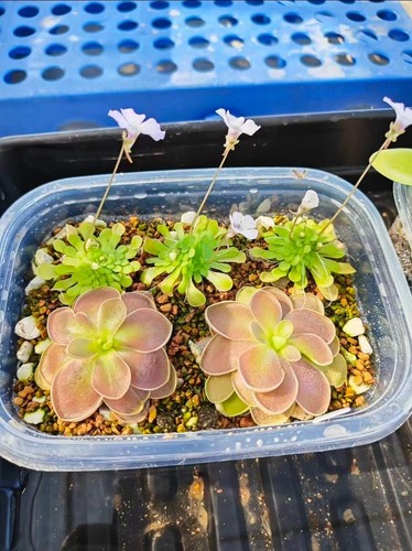Pinguicula rotundiflora rare - pinguicula, 'rotundiflora'