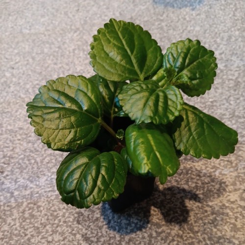 Swedish ivy potted - ivy, plant